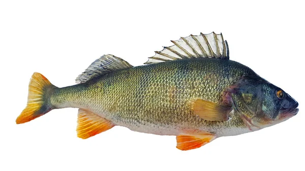 Perch Perca Fluviatilis Libertado Com Barbatana Dorsal Levantada — Fotografia de Stock