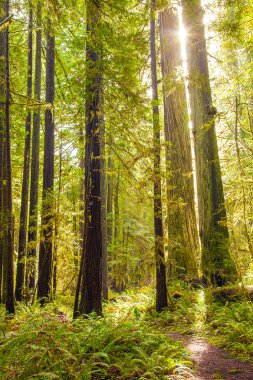 Jedediah Smith Redwoods State Park  Crescent City Kalifornien clipart