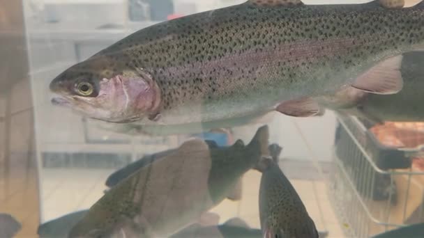 Lebende Forellen Umgeben Von Anderen Fischen Aquarium Eines Ladens Zum — Stockvideo