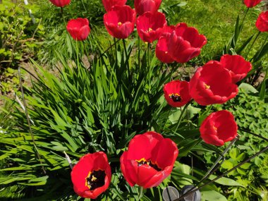 Mayıs ayında büyük kırmızı laleler tomurcuklandı. Çiçeğin içinde sarı keklik var. Fotoğraf ilkbaharın sonlarında, güneşli bir havada çekildi..