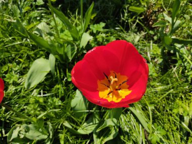 Çiçeğin ortasında, yeşil yaprakların olduğu bir arka planda. Güneşli havalarda yakın plan fotoğraf.