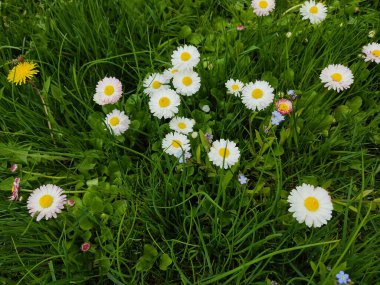 Parktaki çimlerin üzerinde, güneşli havalarda güzel beyaz papatyalar..