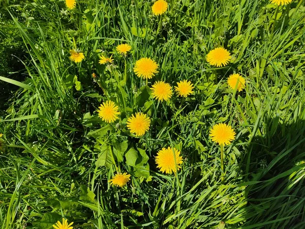 Yellow Dandelions Fluffy Bud Background Green Grass — Stock Photo, Image