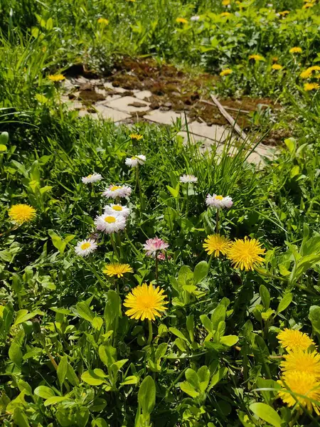 Yellow Dandelions Fluffy Bud Background Green Grass — Stock Photo, Image