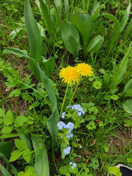 Yellow Dandelions Fluffy Bud Background Green Grass — Stock Photo, Image