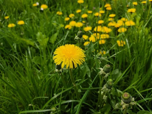 Gele Paardebloemen Met Een Pluizige Knop Tegen Een Achtergrond Van — Stockfoto