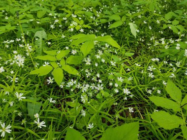 Bereketli yeşil çimenler ve güzel, küçük beyaz çiçekler Belarus ormanlarındaki bir ormanda..