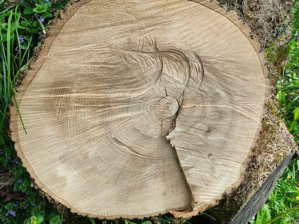 Sección Transversal Del Tronco Del Árbol Que Muestra Anillos Crecimiento — Foto de Stock