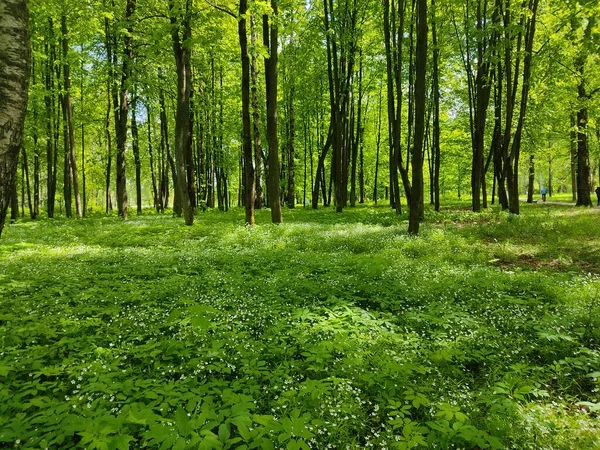 Пышная Зеленая Трава Красивые Маленькие Белые Цветы Лесной Поляне Лесах — стоковое фото