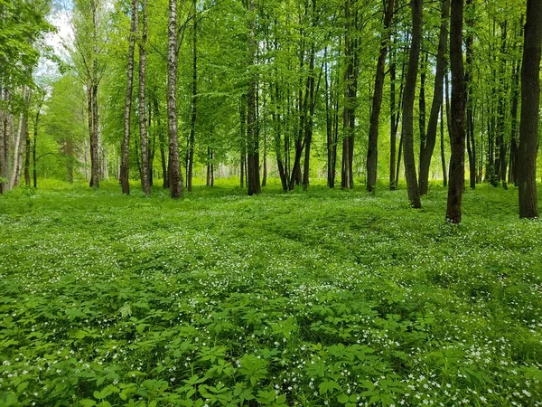 Lush Green Grass Beautiful Small White Flowers Forest Glade Forests — Stock Photo, Image