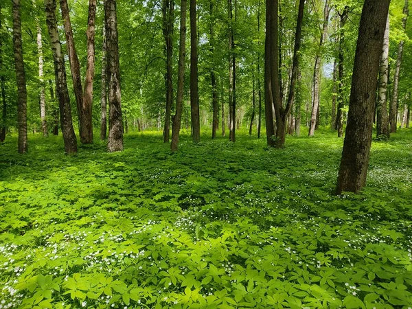Lush Green Grass Beautiful Small White Flowers Forest Glade Forests — Stock Photo, Image