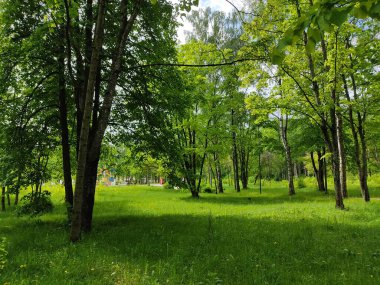 Belarus ormanlarının güzel manzarası. Orman kenarındaki fotoğraf. Genç, taze yeşil ağaçlar ve yemyeşil çimenler..
