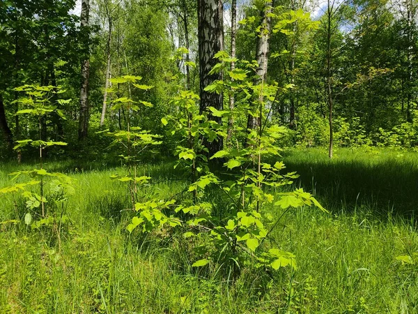 Красивый Пейзаж Лесах Беларуси Фото Краю Леса Молодые Свежие Зеленые — стоковое фото