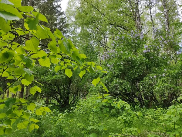 Красивый Пейзаж Лесах Беларуси Фото Краю Леса Молодые Свежие Зеленые — стоковое фото