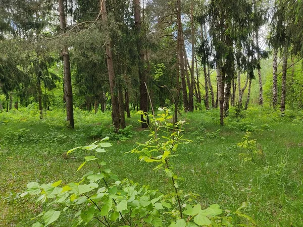 ベラルーシの森の中の美しい風景 森の端で写真 若くて新鮮な緑の木の葉と緑の草 — ストック写真