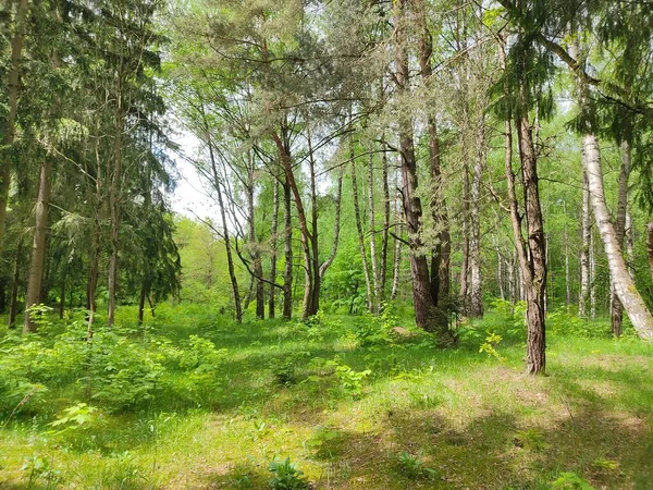 ベラルーシの森の中の美しい風景 森の端で写真 若くて新鮮な緑の木の葉と緑の草 — ストック写真