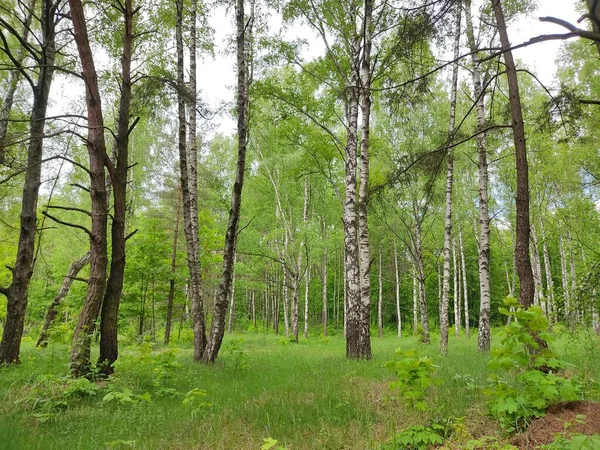 Gyönyörű Táj Fehérorosz Erdőkben Fénykép Erdő Szélén Fiatal Friss Zöld — Stock Fotó