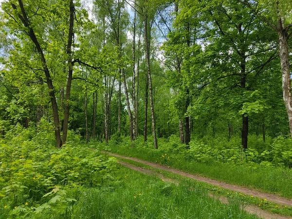 ベラルーシの森の中の美しい風景 森の端で写真 若くて新鮮な緑の木の葉と緑の草 — ストック写真