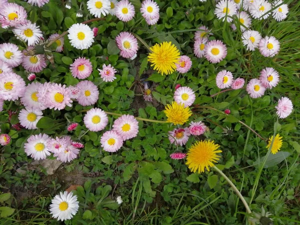 Beautiful Multi Colored Daisies Lawn Park Background Green Succulent Grass — Stock Photo, Image