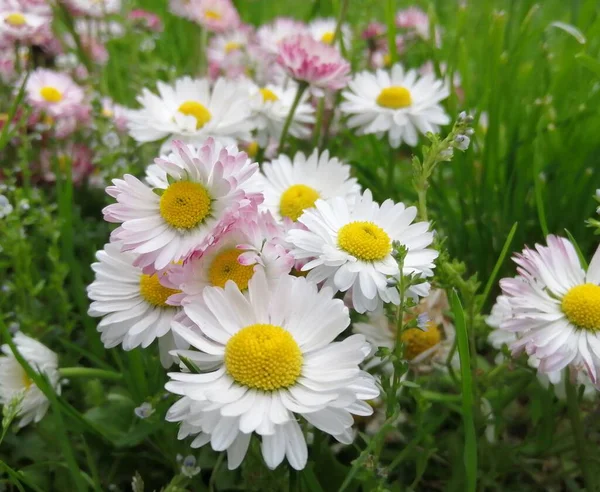 Bellissime Margherite Multicolori Sul Prato Del Parco Uno Sfondo Verde — Foto Stock