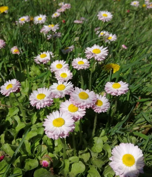 Margaridas Multicoloridas Bonitas Gramado Parque Contra Fundo Grama Verde Suculenta — Fotografia de Stock