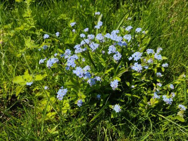 Parktaki çimlerin üzerinde, güneşli havalarda, yeşil, sulu çimlerin arka planında, güzel mavi unutmabeni-nots. Fotoğraf Belarus 'tan.