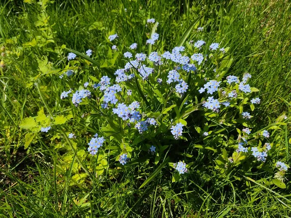Parktaki çimlerin üzerinde, güneşli havalarda, yeşil, sulu çimlerin arka planında, güzel mavi unutmabeni-nots. Fotoğraf Belarus 'tan.