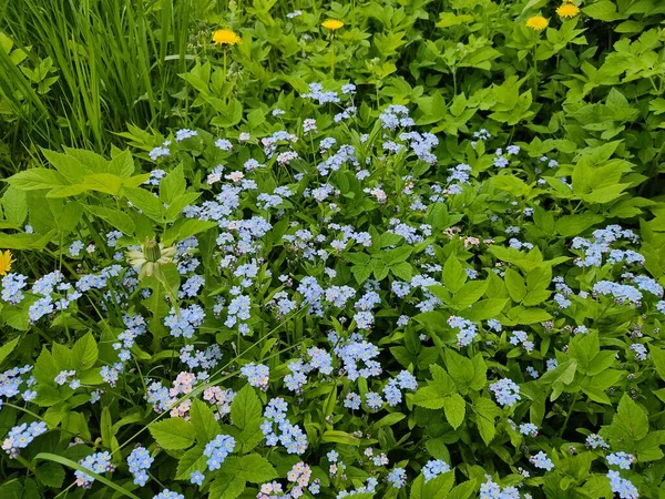 Beaux Oubliettes Bleues Sur Pelouse Parc Sur Fond Herbe Verte — Photo