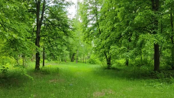 Vackert Landskap Skogarna Vitryssland Video Skogsbrynet Unga Färska Gröna Löv — Stockvideo