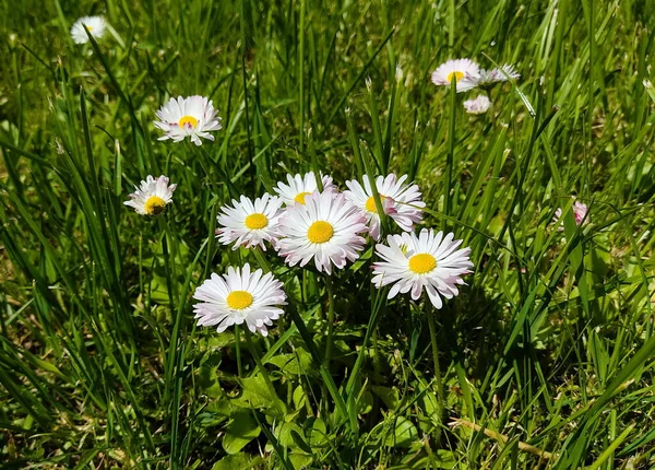 Bellissime Margherite Bianche Sul Prato Nel Parco Con Tempo Soleggiato — Foto Stock