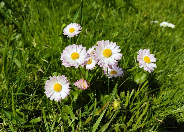 Bellissime Margherite Bianche Sul Prato Nel Parco Con Tempo Soleggiato — Foto Stock