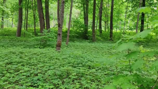 Vackert Landskap Skogarna Vitryssland Video Skogsbrynet Unga Färska Gröna Löv — Stockvideo