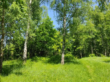 Beyaz Rusya ormanlarının güzel manzarası..