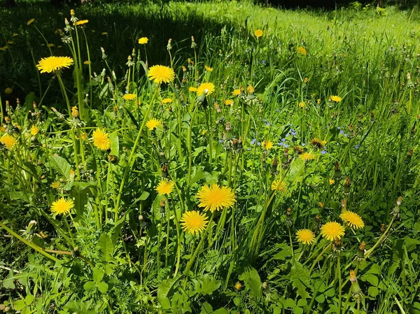 Yellow Dandelions Background Juicy Green Grass Photo Sunny Weather Summer — Stock Photo, Image