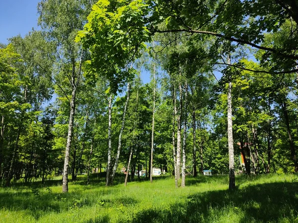 Hermoso paisaje en los bosques de Belarús. — Foto de Stock