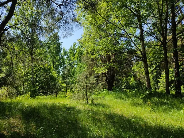 Красивый пейзаж в лесах Беларуси. — стоковое фото