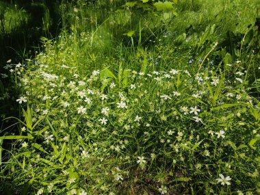 Küçük beyaz papatyalar yemyeşil otlardan oluşan bir arka planda saksafon. Belarus parkında fotoğraf, üst manzara..
