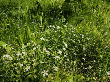 Küçük beyaz papatyalar yemyeşil otlardan oluşan bir arka planda saksafon. Belarus parkında fotoğraf, üst manzara..