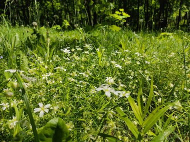 Küçük beyaz papatyalar yemyeşil otlardan oluşan bir arka planda saksafon. Belarus parkında fotoğraf, üst manzara..