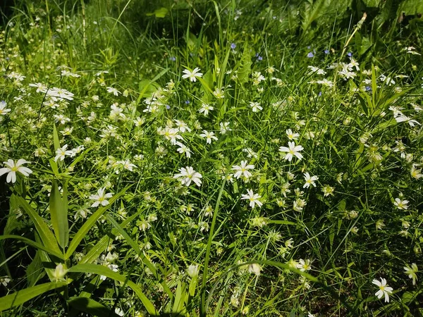 Маленькие Белые Маргаритки Saxifrage Фоне Пышной Зеленой Травы Фото Парке — стоковое фото