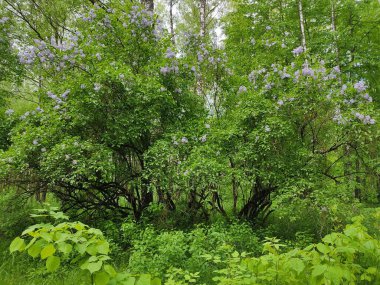 Belarus ormanlarındaki leylak çalıları. Orman kenarındaki fotoğraf. Genç, taze yeşil ağaçlar ve yemyeşil çimenler..