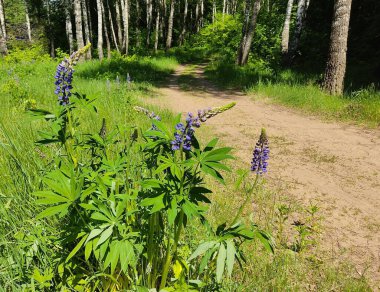 Çiçekler, Ivan çayı bir orman yolunun arka planında. Belarus ormanlarında, güneşli yaz havasında yakın plan fotoğraf çekildi..