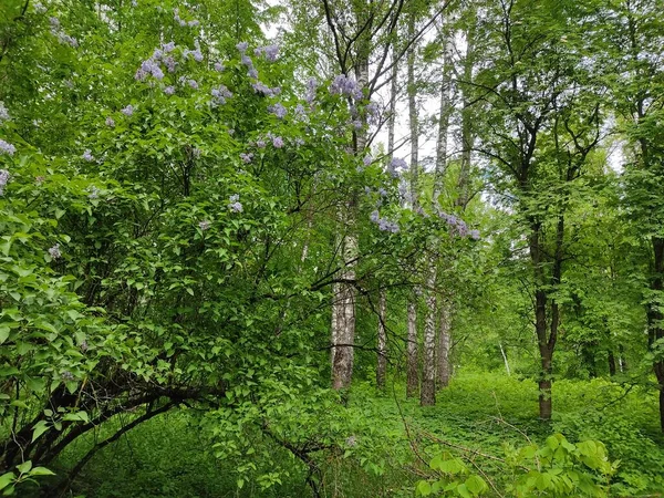 Лиловые Кусты Лесах Беларуси Фото Краю Леса Молодые Свежие Зеленые — стоковое фото