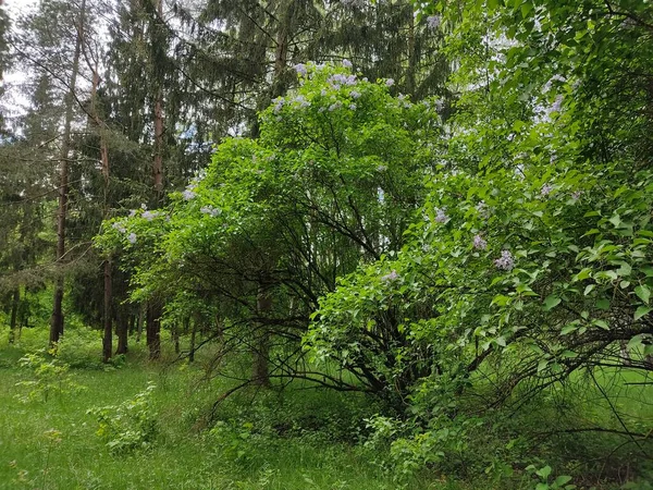 Lilac Bushes Forests Belarus Photo Forest Edge Young Fresh Green — Stock Photo, Image