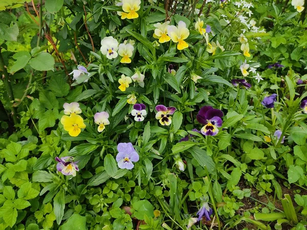 Beautiful multi-colored flowers Pansies, on the lawn in the park, against the background of green, succulent grass, in sunny weather. Photo from Belarus.