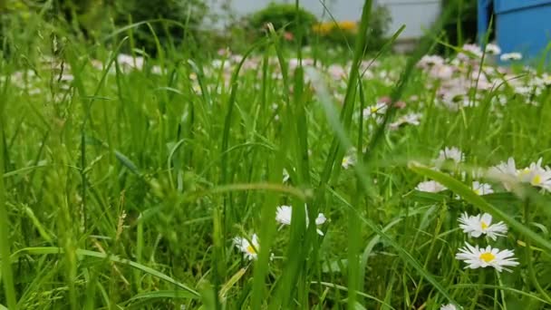 Man Walks Grass Flowers His Backyard Sunny Weather Video Man — Stock Video