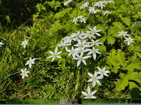 Pequeñas Margaritas Blancas Saxifrage Sobre Fondo Hierba Verde Exuberante Foto — Foto de Stock