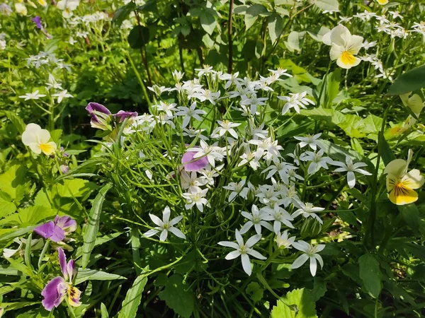 Petites Marguerites Blanches Saxifrage Sur Fond Herbe Verte Luxuriante Photo — Photo