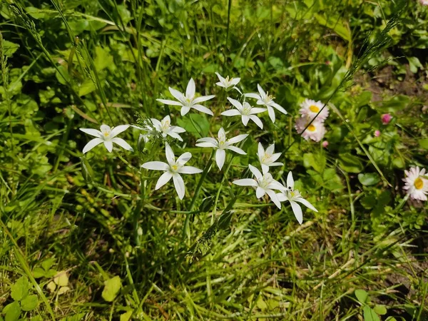 Маленькие Белые Маргаритки Saxifrage Фоне Пышной Зеленой Травы Фото Парке — стоковое фото