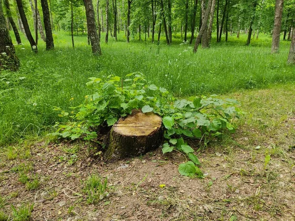 Поперечное Сечение Ствола Дерева Показывает Растущие Кольца Крупный План Лесу — стоковое фото